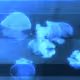 64195118845472991165302690669645652077484418416091210504101972908636819685426