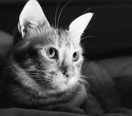 Item #65361201590949172186401623059657892111205116357359157084332656631013577850881 Media