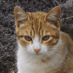 106393158711752592444527764053332067386103257112262188176365268181896640069633