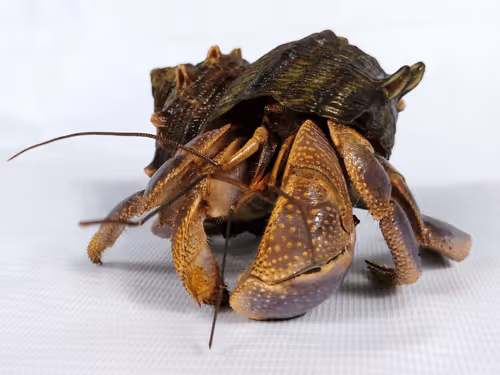 Item #91920838516500969586140493576070920060778375503638515337937380292035642130433 Media