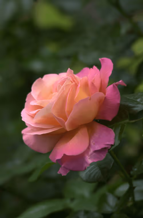 Item #56943947837122673731930897750220814689639948529564795848618456957256304951297 Media