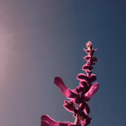 Dispo Cam Flowers #028