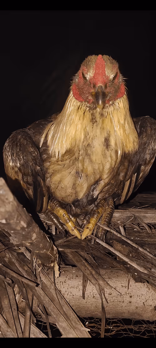 Item #83626039485643104704833479220403074540130697243881144167110340819742978211841 Media