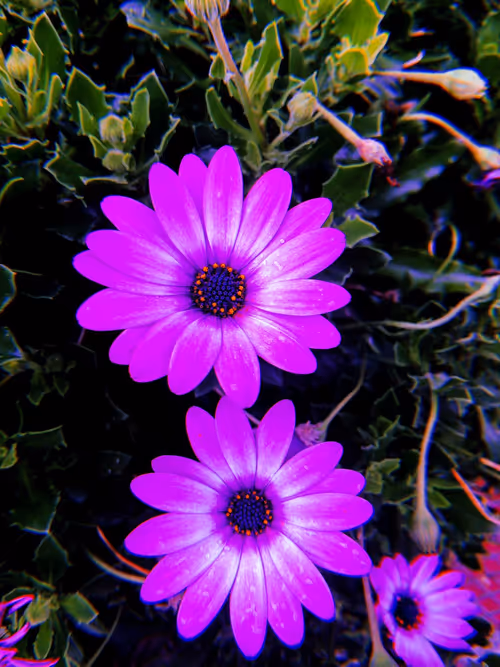 Item #5877388594710505456325712509569170131061927261962223196158836654028334563329 Media