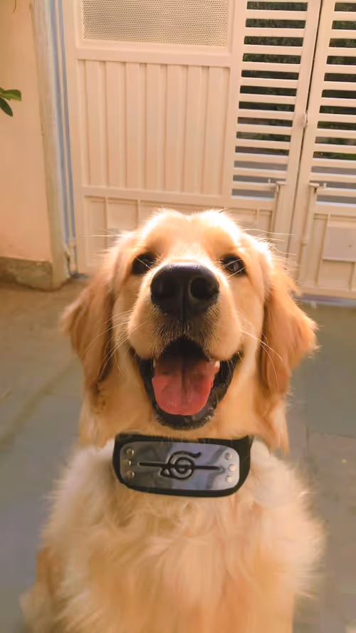 Item #23637414182822413836462848437563017365418625348527802641913789988696169119745 Media