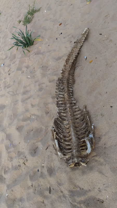 Item #40258061930513279539364952929264840303720080897158071095679508094391964139521 Media