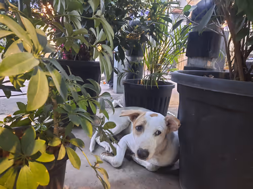 Item #86460548825896395183188707427462696963522650148758793724109723185667549167617 Media