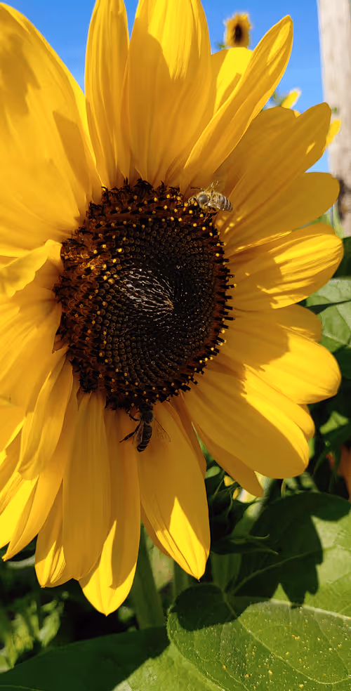 Item #52976950402654845118346719408738568385707735523303187800578383988383178293249 Media