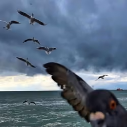 Pigeon and seagulls