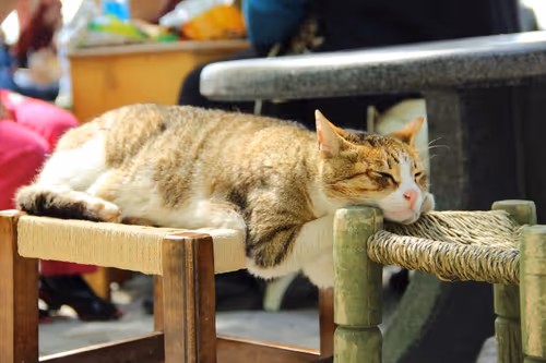 Item #109314977191886782676011847757927113606558137788389386484492069510580105379850 Media