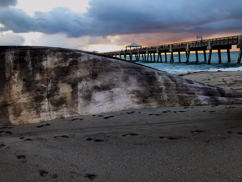 Item #9783384603778918420145046153899718198103781480462481698299604407152306815276 Media