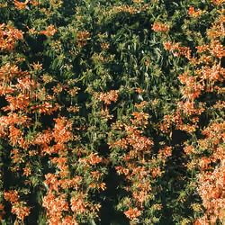 Floral Wall Decor