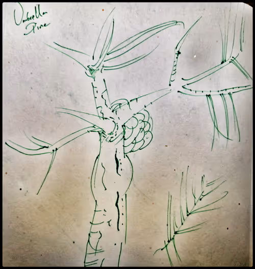 Item #3787080761074609709675817509753112159059746763483256848434353942625477722113 Media