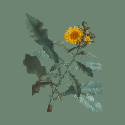 Item #11345277294321805490950982682706921649721953038596019142075108524674852585482 Media