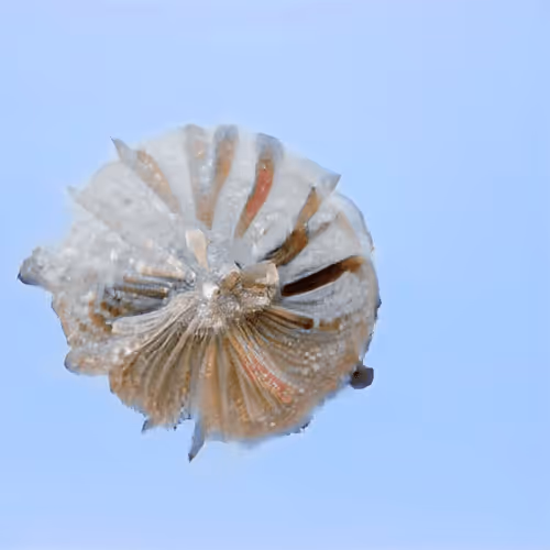 Item #4750064852715738149564930854294668621974194112560083604087540854589336059905 Media