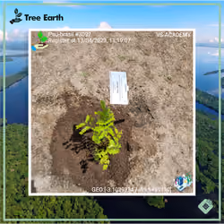 Pau-brasil[Caesalpinia echinata Lam.] - Plant Certificate #3097