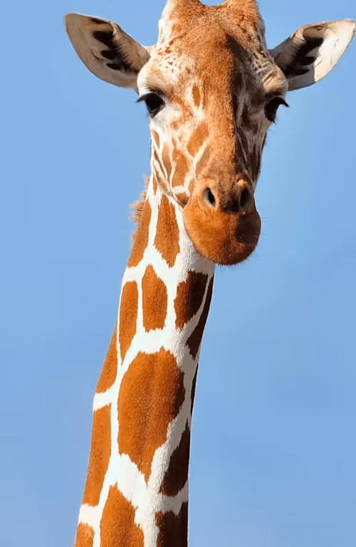 Item #104496985584808197411299000803927756186977529206466580863662693476187397685258 Media