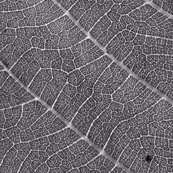 art in nature detail