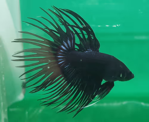 Item #76093963924936973222684762009084726555674488189040824510729450760404440449025 Media