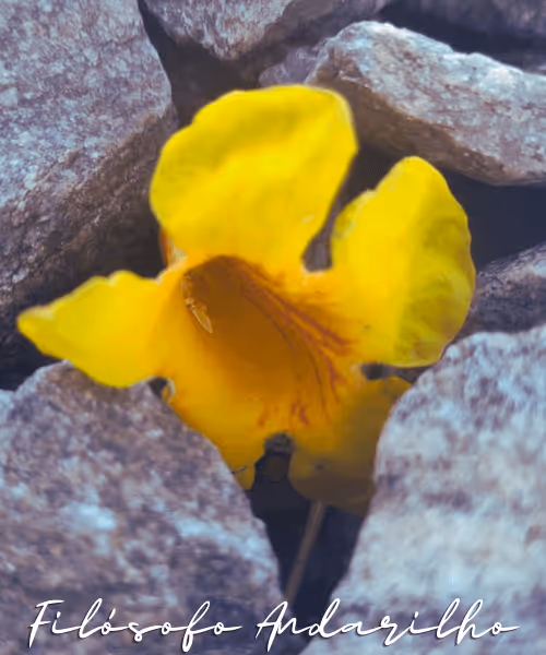 Item #42165497215799268651933513800091680414625417379712449060150831245120168263681 Media