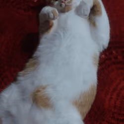 Loky3