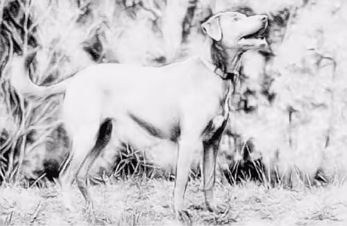 Item #23143313246472061328071561115701105421589606567298838424350448161032197111809 Media