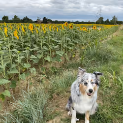 Australian shepherd - Sunflowers 