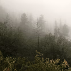Mist 1