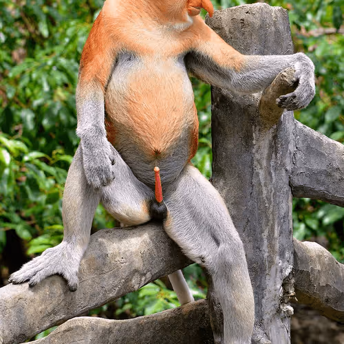 monkey penis
