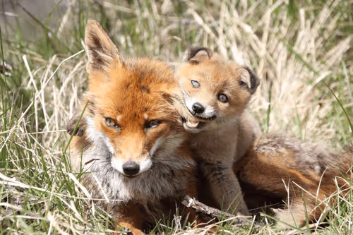 Item #13941605867614837690918824446887130433588477775612288025294768846019202383873 Media