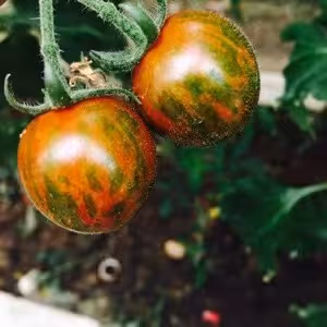 Untitled Collection #183508319