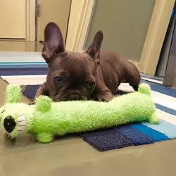 99031261785432219130552668818269695456905868997165113515571762318151719583745