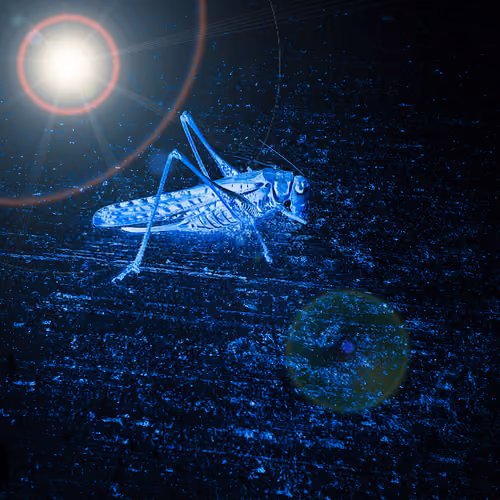 locust infestation #20