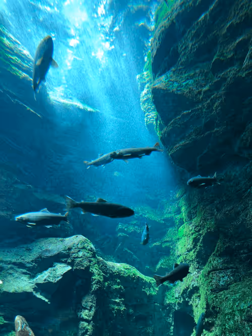 Item #26452922364535441754779799863703179015099908936527874713126758696211705757697 Media