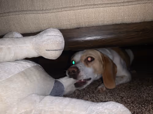 Item #37715491571957461099000539797744000838514111525343003399530504629015506059274 Media