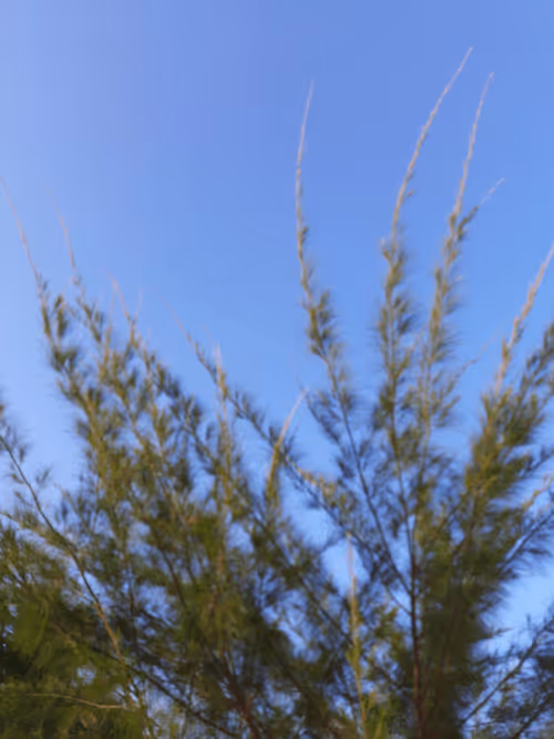 Item #78774018974347764357765192518377150739749637856503949941232678396283353825281 Media