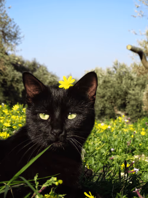 Item #35873152374161071277145740786712931084069607391984224962068592393648938680321 Media