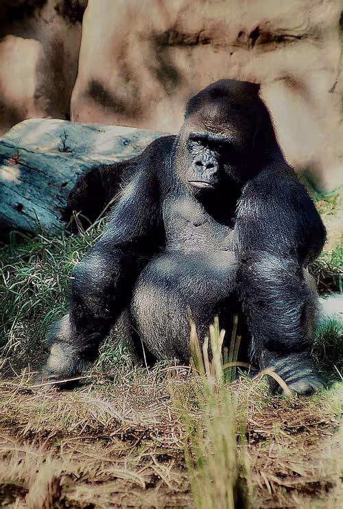 Item #105394010161551018097936078642910549059002323015222353178191530019500178014209 Media