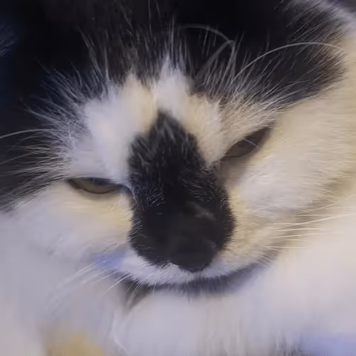 Item #13161020314009032005485822086301964352885579695205061807387255121204559740929 Media