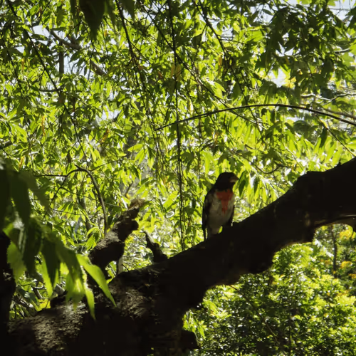 Item #47740723628740992811774374688397150768592318939959493340400451025244082143233 Media