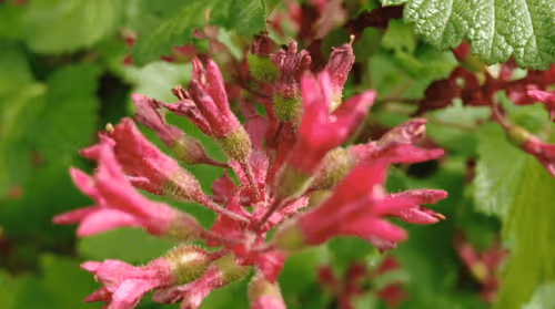 Item #98679578177621649628089872010712381059223698631184272161596299653149714546689 Media