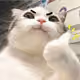 MEMES_2022 Collection