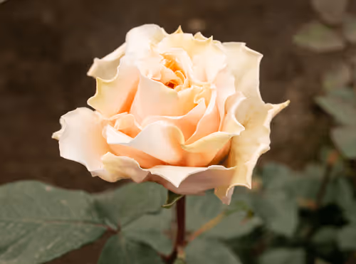 Item #68327891815088974381680309106564733444446266155657330601700582187562692509697 Media