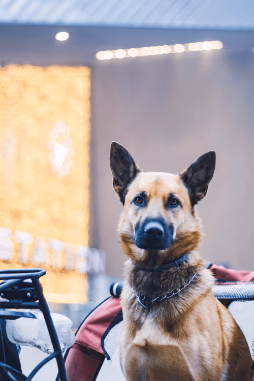 Item #63941686978381941053943929737968123784537789017631438611022902540354736619521 Media