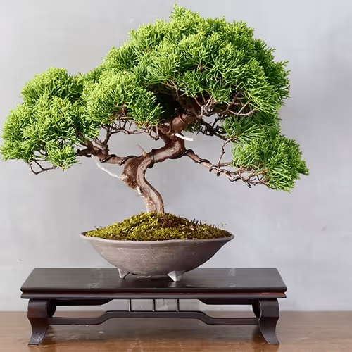 Item #104496985584808197411299000803927756186977529206466580863662692600976141975553 Media