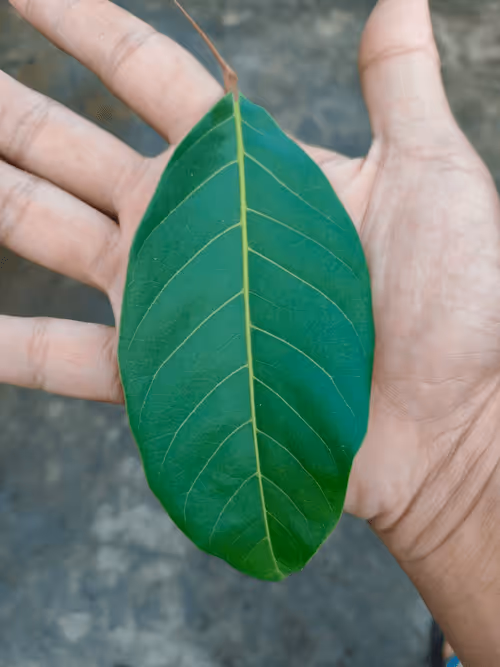 Item #31081804352330578596568685091517160537930858517835942894700270012002964865025 Media