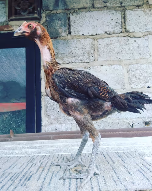 Item #103224514813489058861169925516490363188094921324422639618095811707635117326337 Media