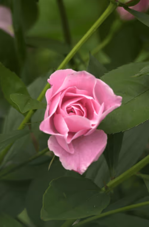 Item #56943947837122673731930897750220814689639948529564795848618456949559723556865 Media