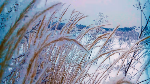 Item #55297223282317197917185791022658401724226762533250968792427961468563350355969 Media