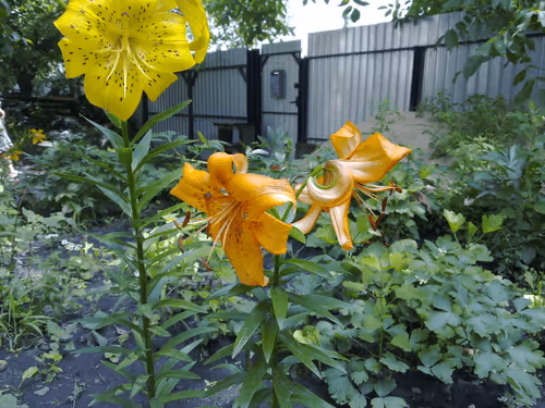 Item #41983459946325006344850038724007157971914249844141491949312561047339347738625 Media